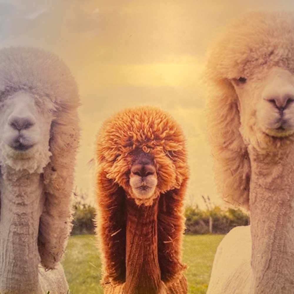 Meet your Posher, Linda